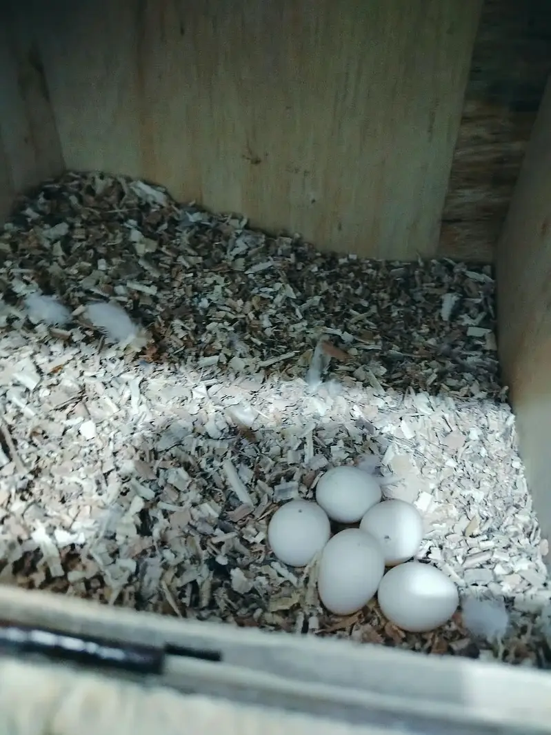 Cocktail Pair with 5Eggs Available — photo 5