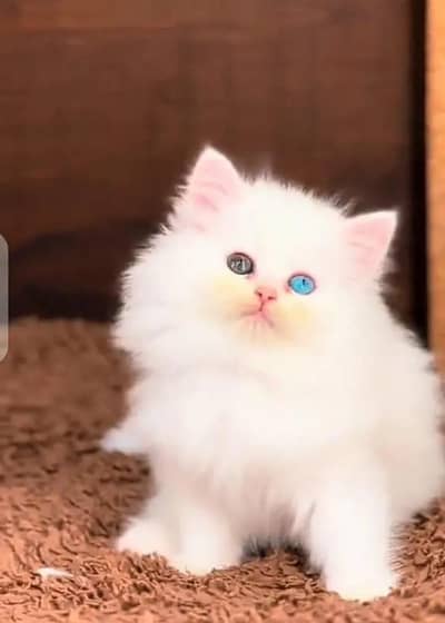 (Persian female kitten) (for sale all) (Pakistan delivery available)