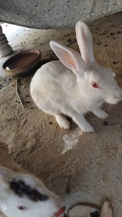Rabbits khargosh 3 female 1 male 12babies