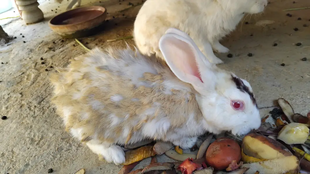 Rabbits khargosh 3 female 1 male 12babies — photo 2