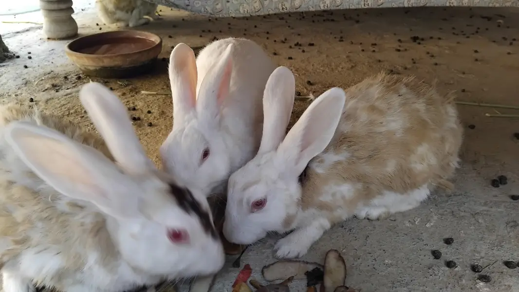 Rabbits khargosh 3 female 1 male 12babies — photo 3