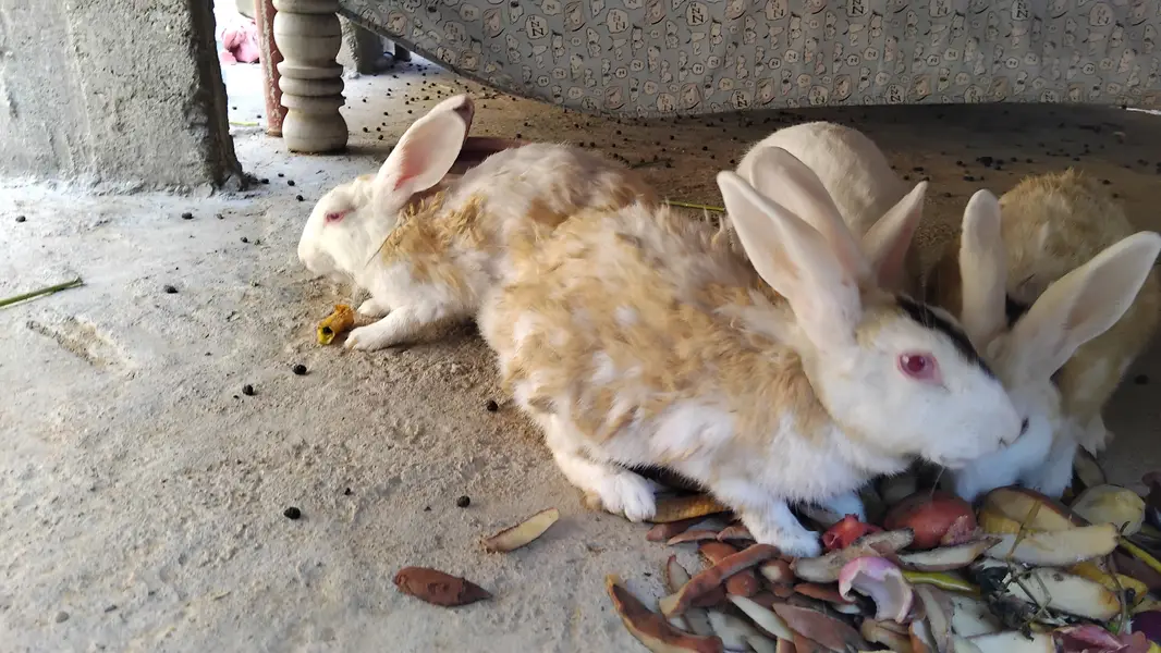Rabbits khargosh 3 female 1 male 12babies — photo 4