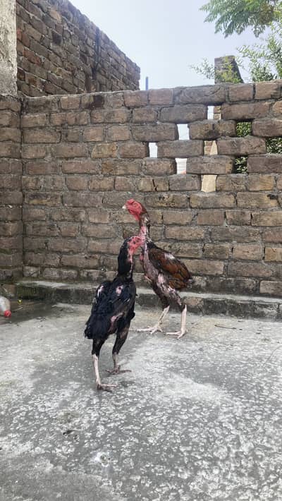 ASEEL PAIR FOR SALE