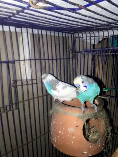 parrot