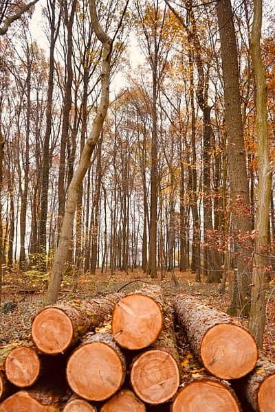 Wood trees sell k lia rabta kre
