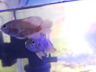 Pair of albino oscars and pair of sicklets 9 available for sale