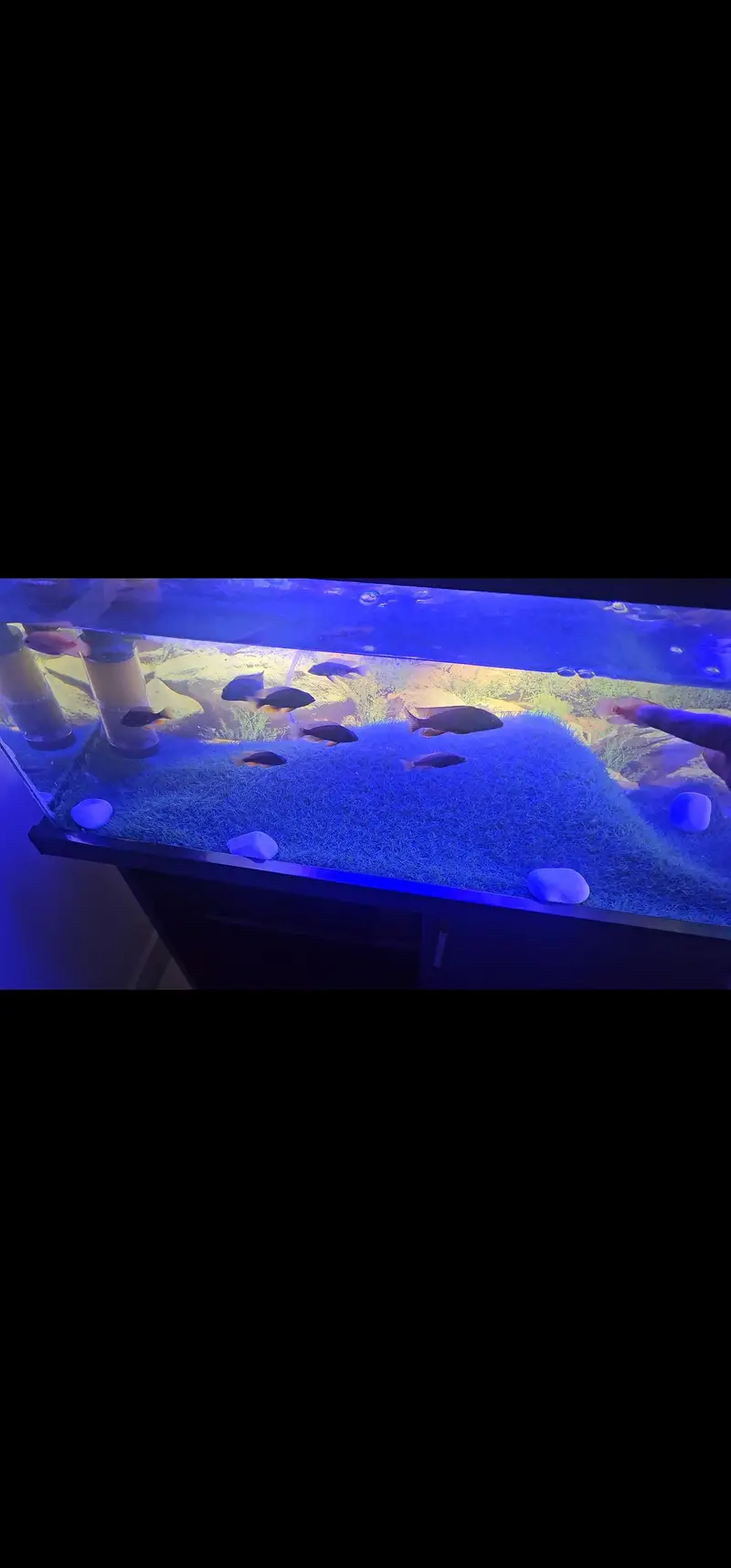 Pair of albino oscars and pair of sicklets 9 available for sale — photo 3