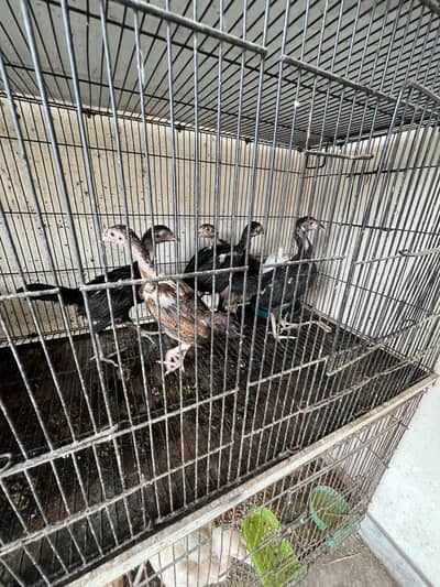 aseel chick for sale