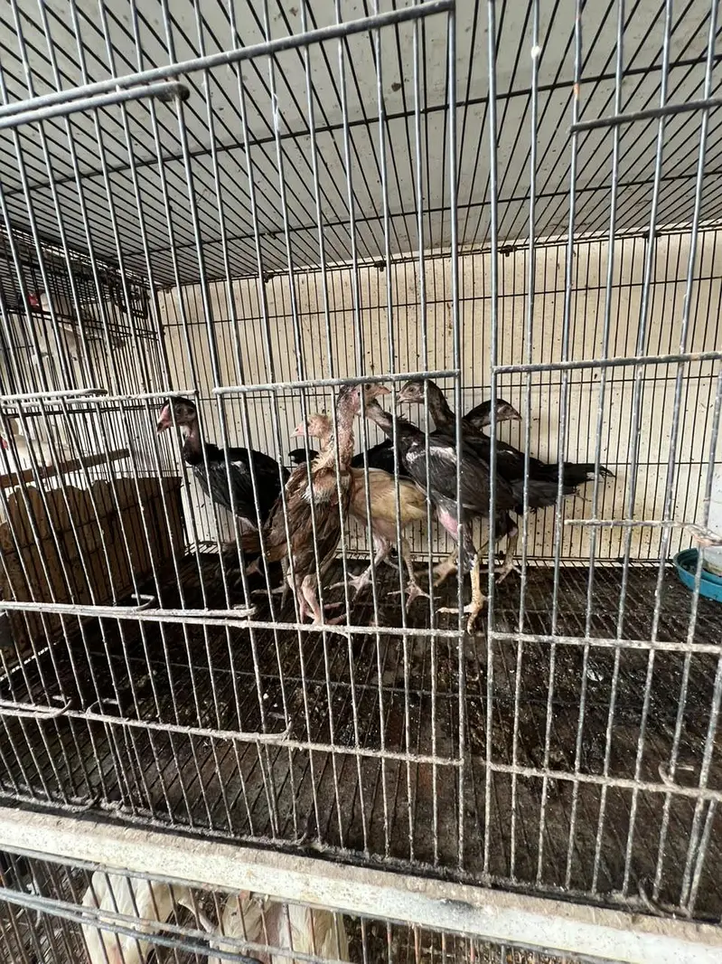 aseel chick for sale — photo 2