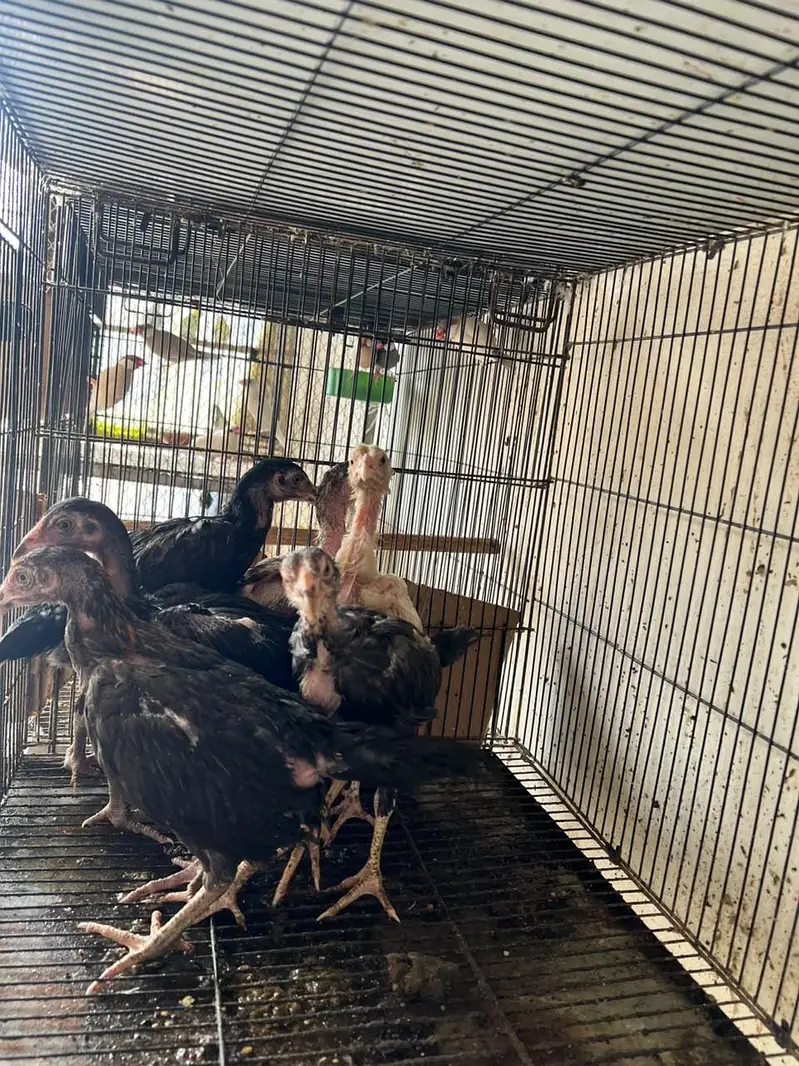 aseel chick for sale — photo 3