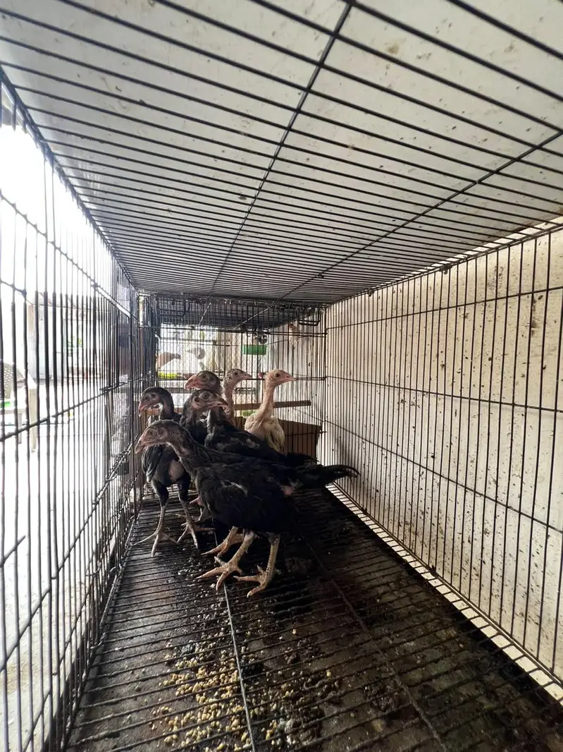 aseel chick for sale — photo 4