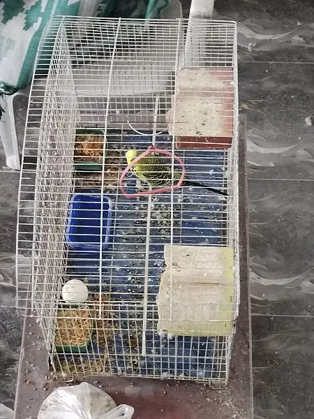 Beautiful Bird with Complete Cage — photo 3