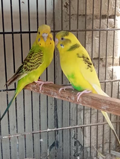 love birds