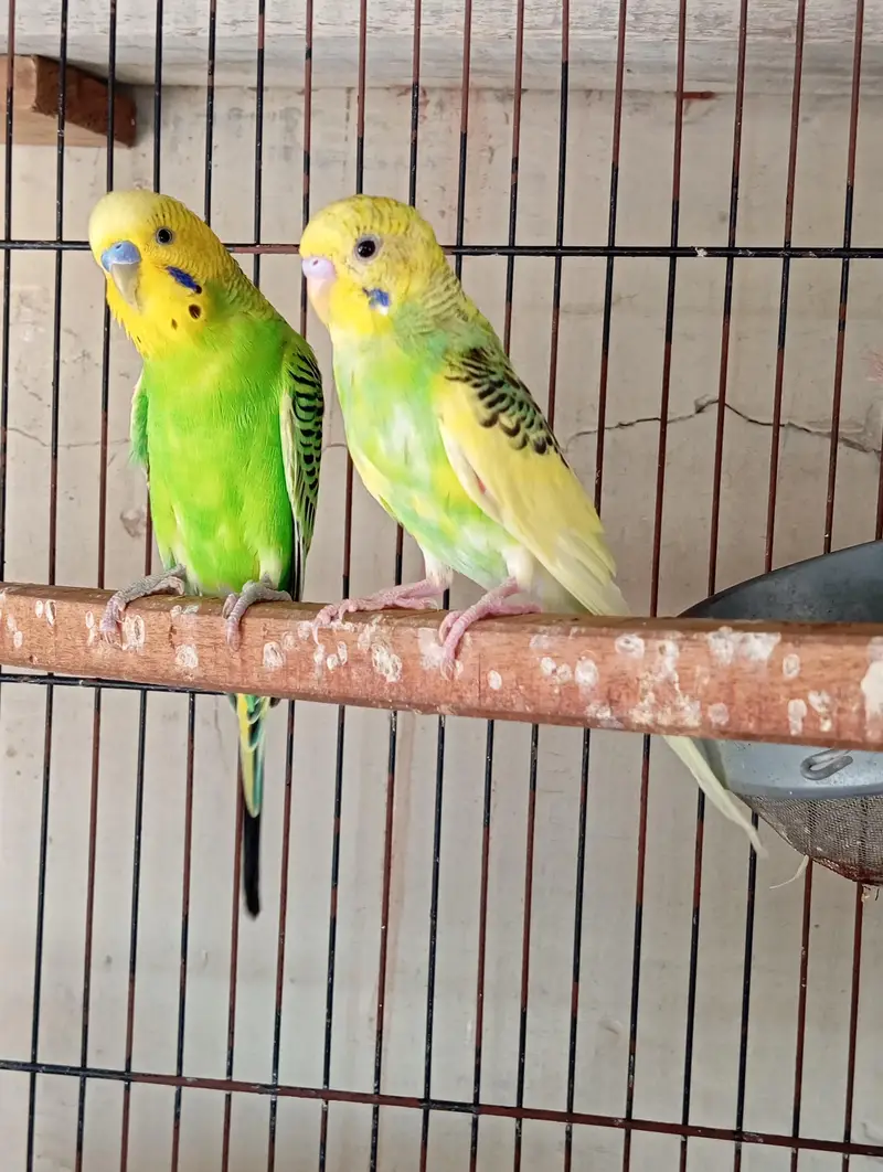 love birds — photo 2