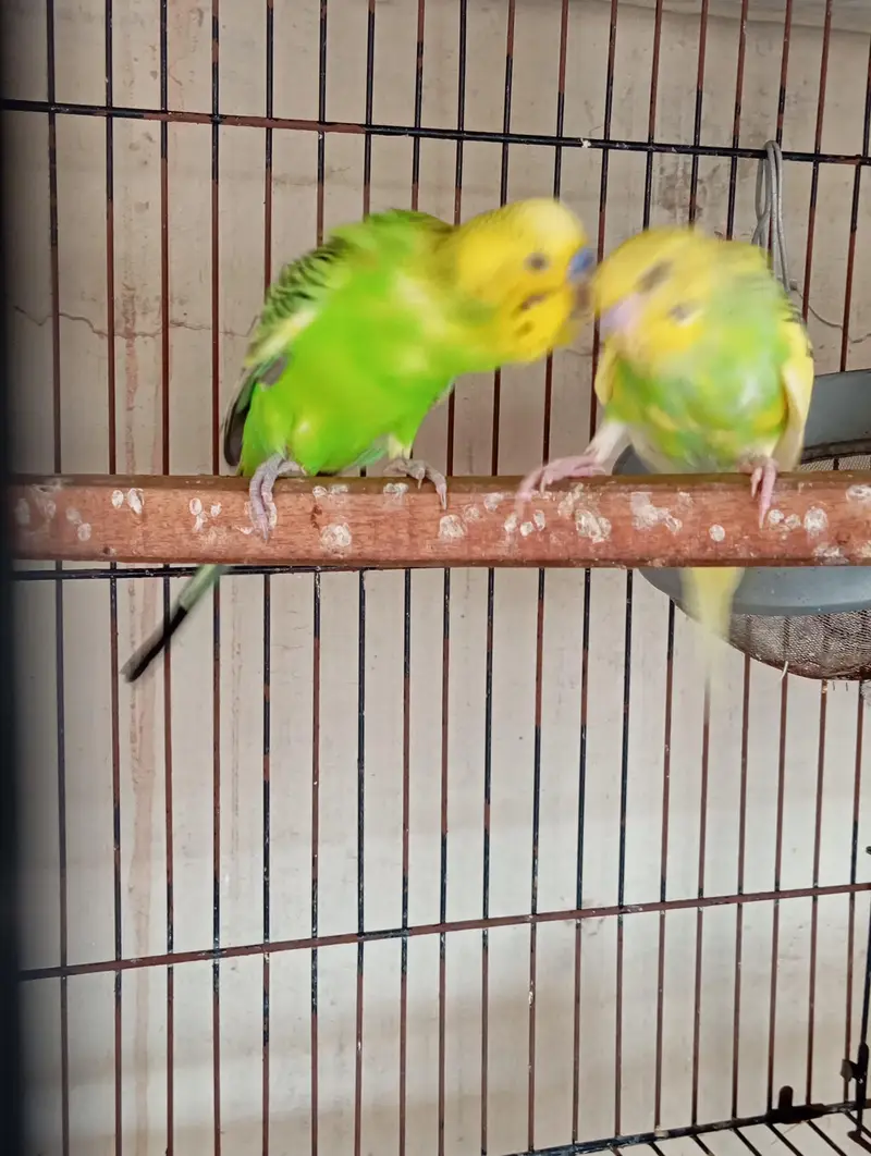 love birds — photo 3
