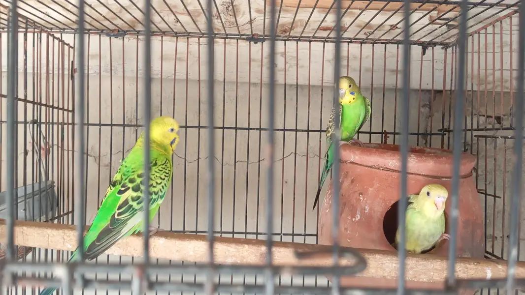 love birds — photo 4
