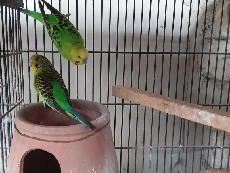 love birds — photo 5