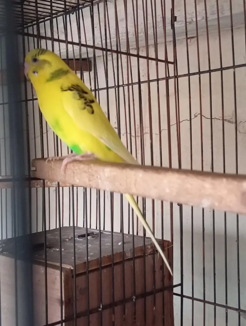 love birds — photo 6