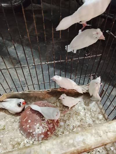Finch