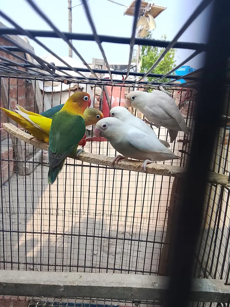 love birds — photo 9