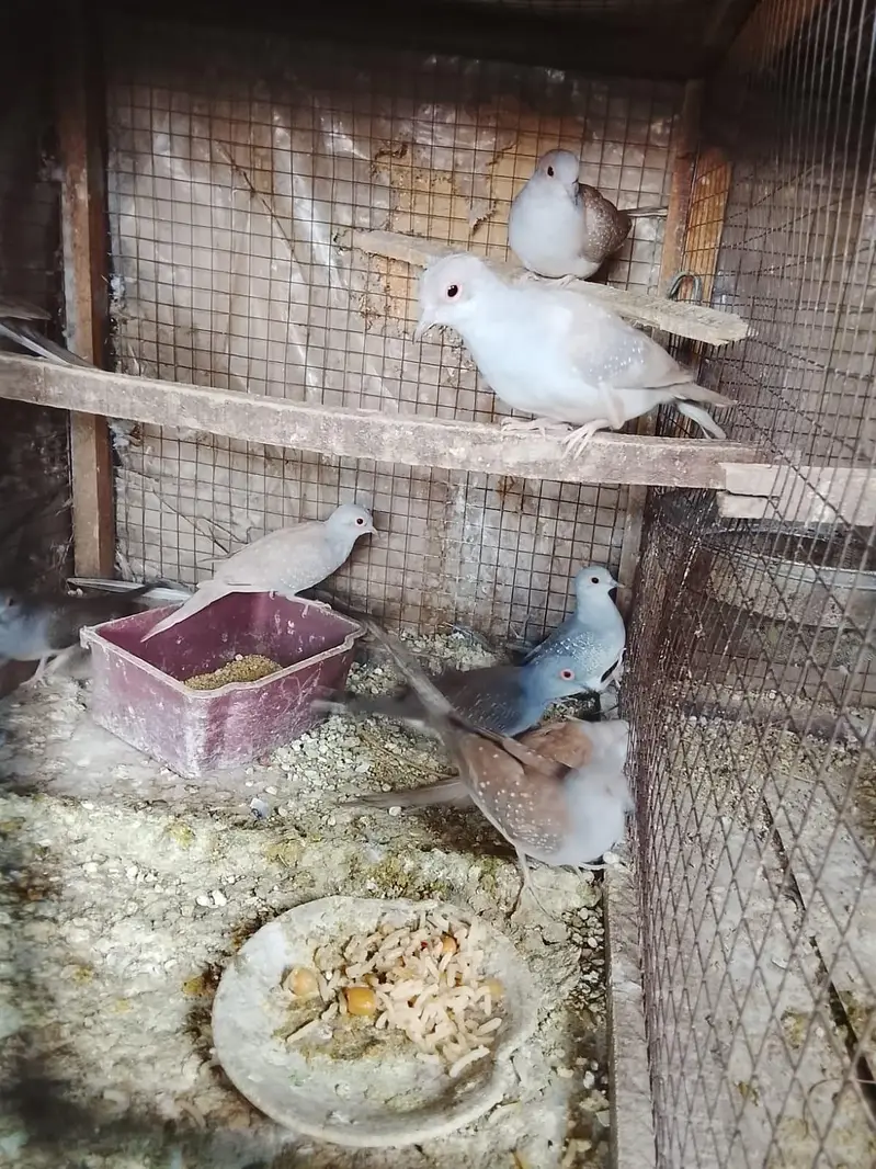 love birds — photo 10