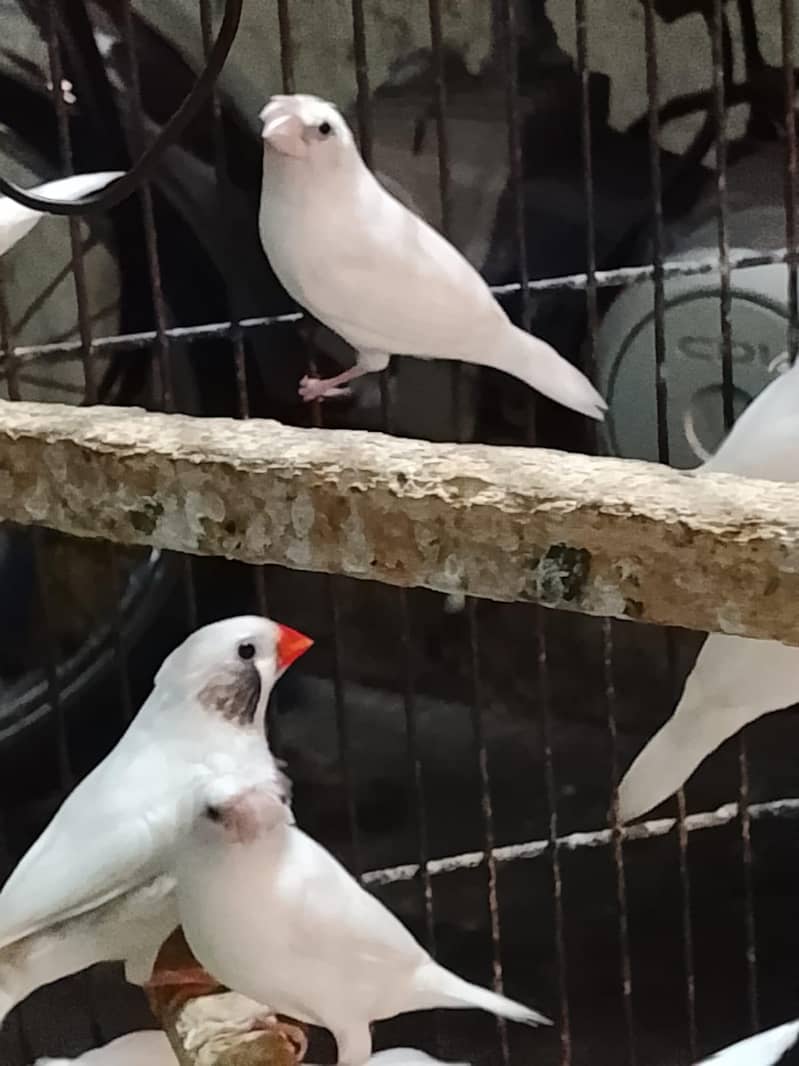 Finch 4