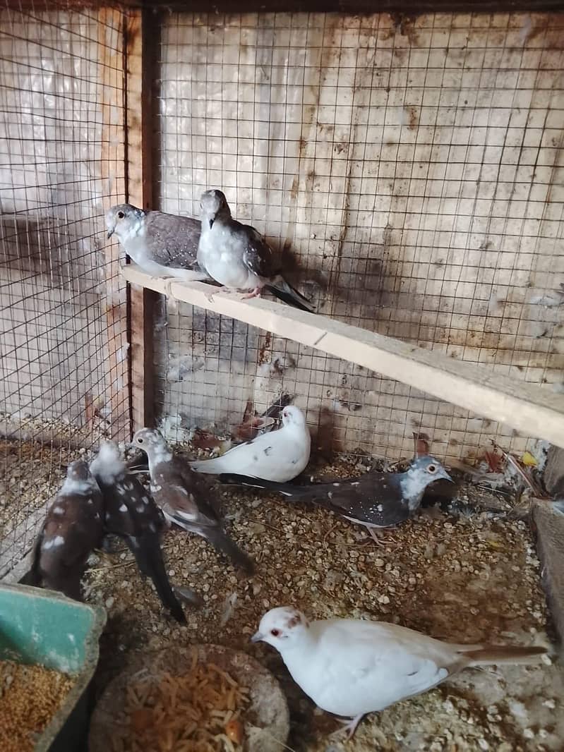 Finch 5