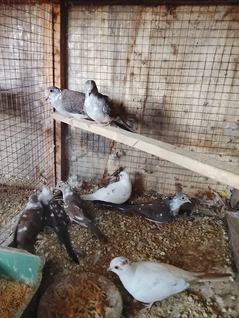 love birds — photo 12