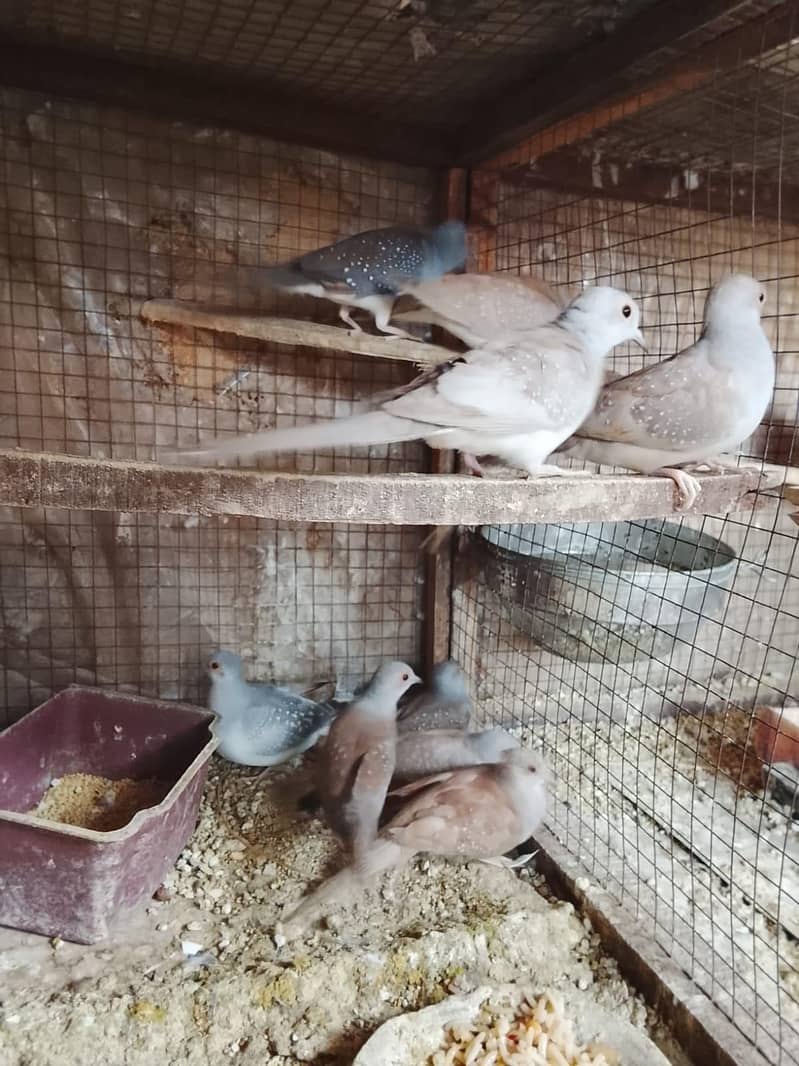 Finch 7