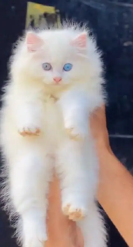(Persian female kitten) (for sale all) (Pakistan delivery available) — photo 2