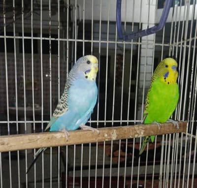Ready to 1st breed king size pair