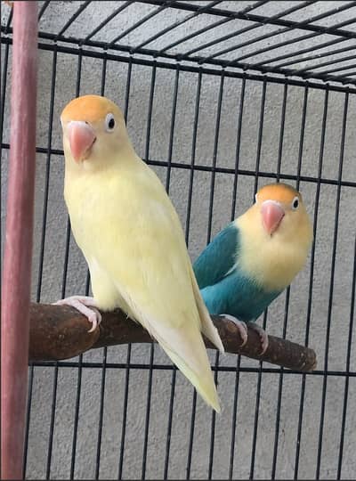 Beautiful lovebirds Pairs and Single for sale