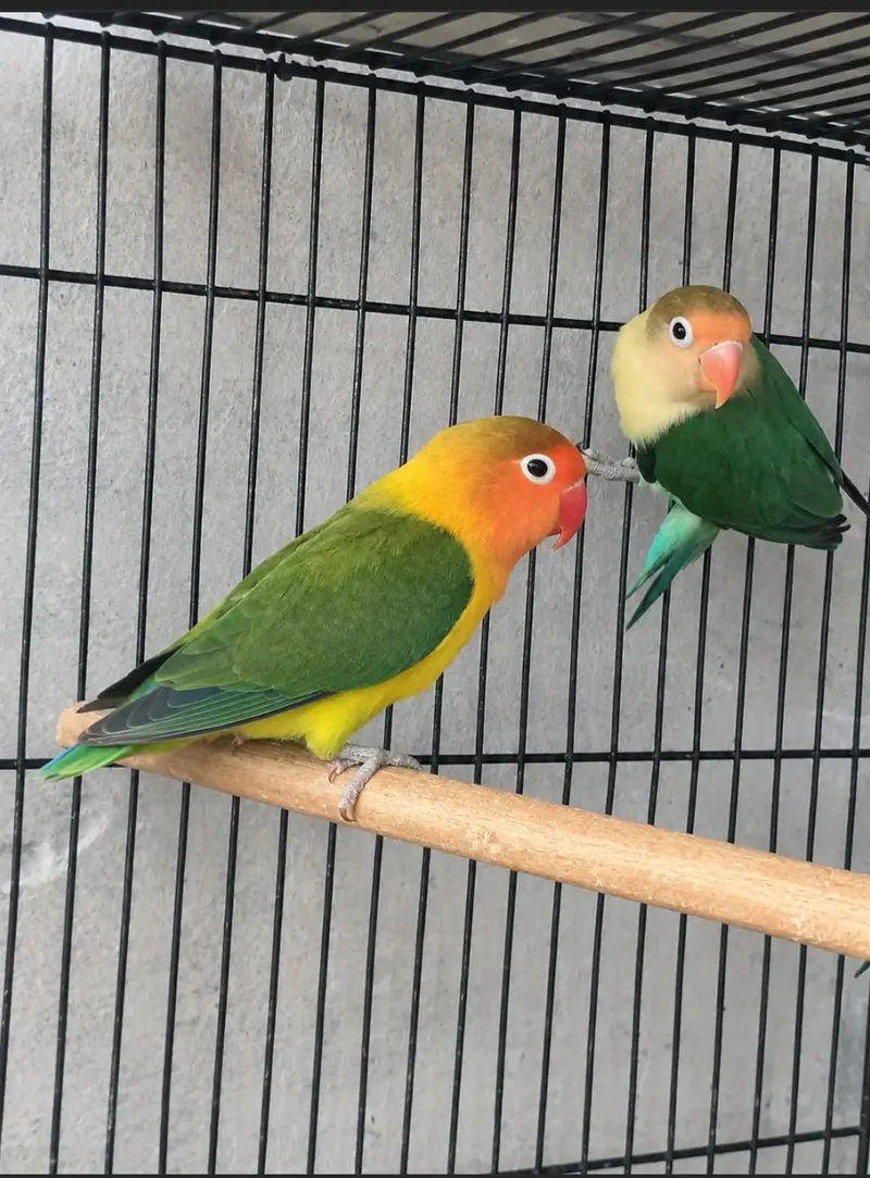 Beautiful lovebirds Pairs and Single for sale — photo 2