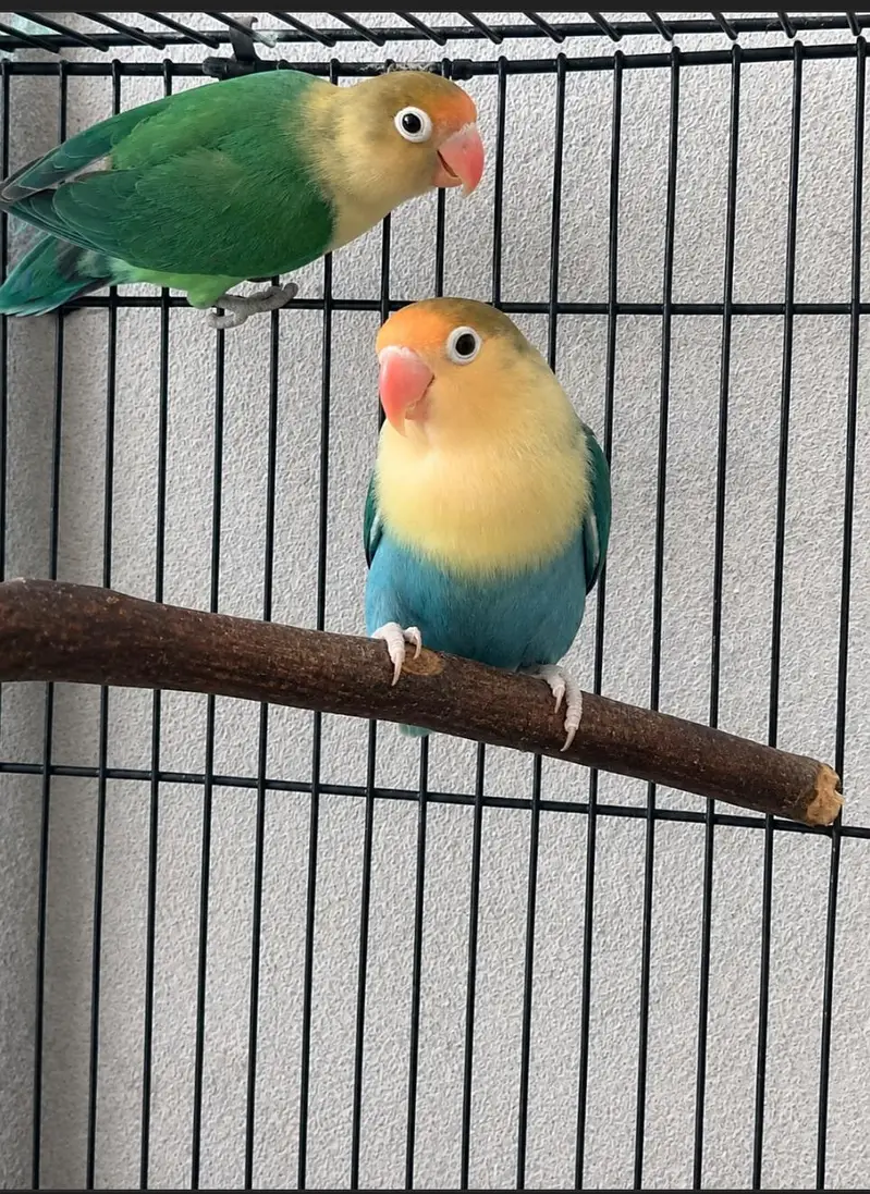 Beautiful lovebirds Pairs and Single for sale — photo 3