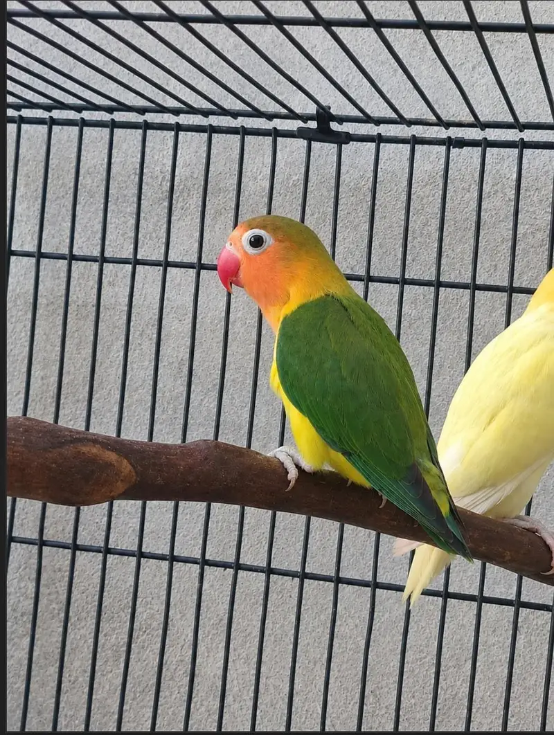 Beautiful lovebirds Pairs and Single for sale — photo 4