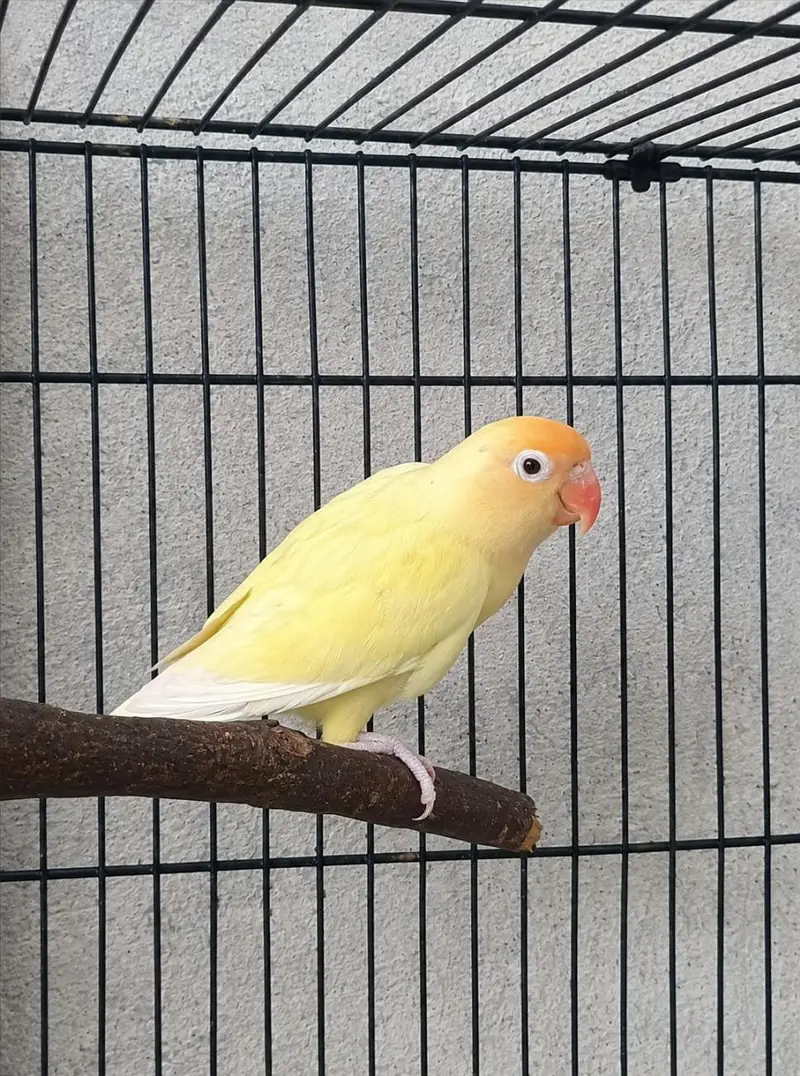 Beautiful lovebirds Pairs and Single for sale — photo 5