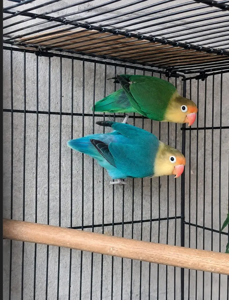 Beautiful lovebirds Pairs and Single for sale — photo 6
