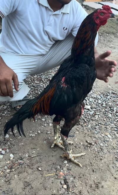 Pure Black Aseel Murghaa - Mazzbot Hadi - Breading Quality - Narowal