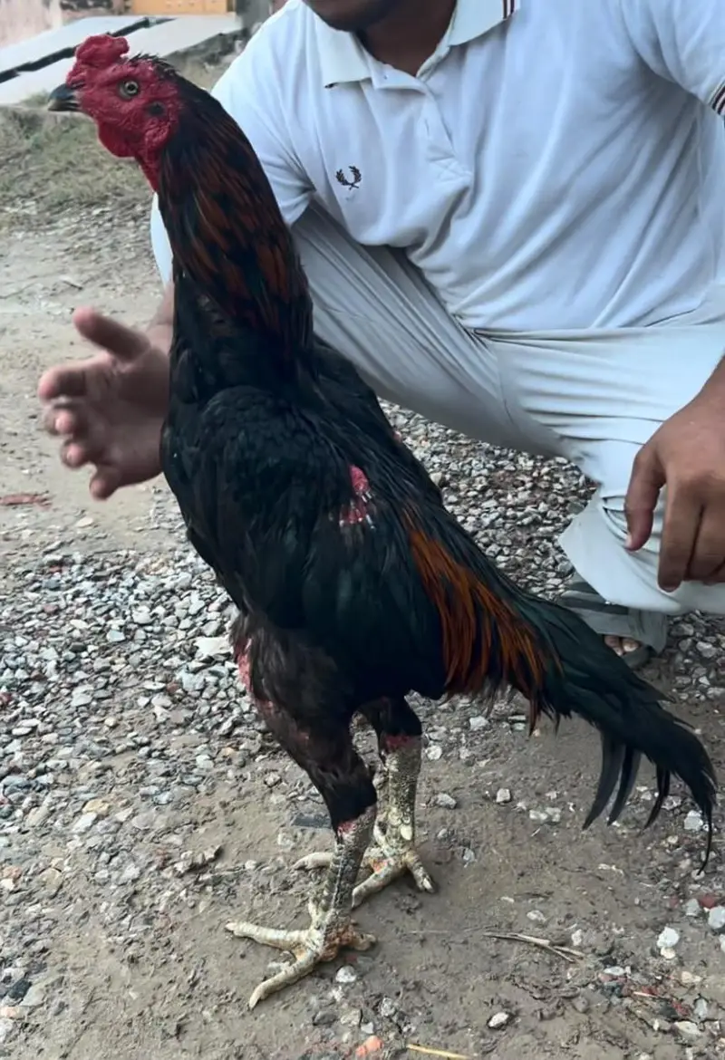 Pure Black Aseel Murghaa - Mazzbot Hadi - Breading Quality - Narowal — photo 2