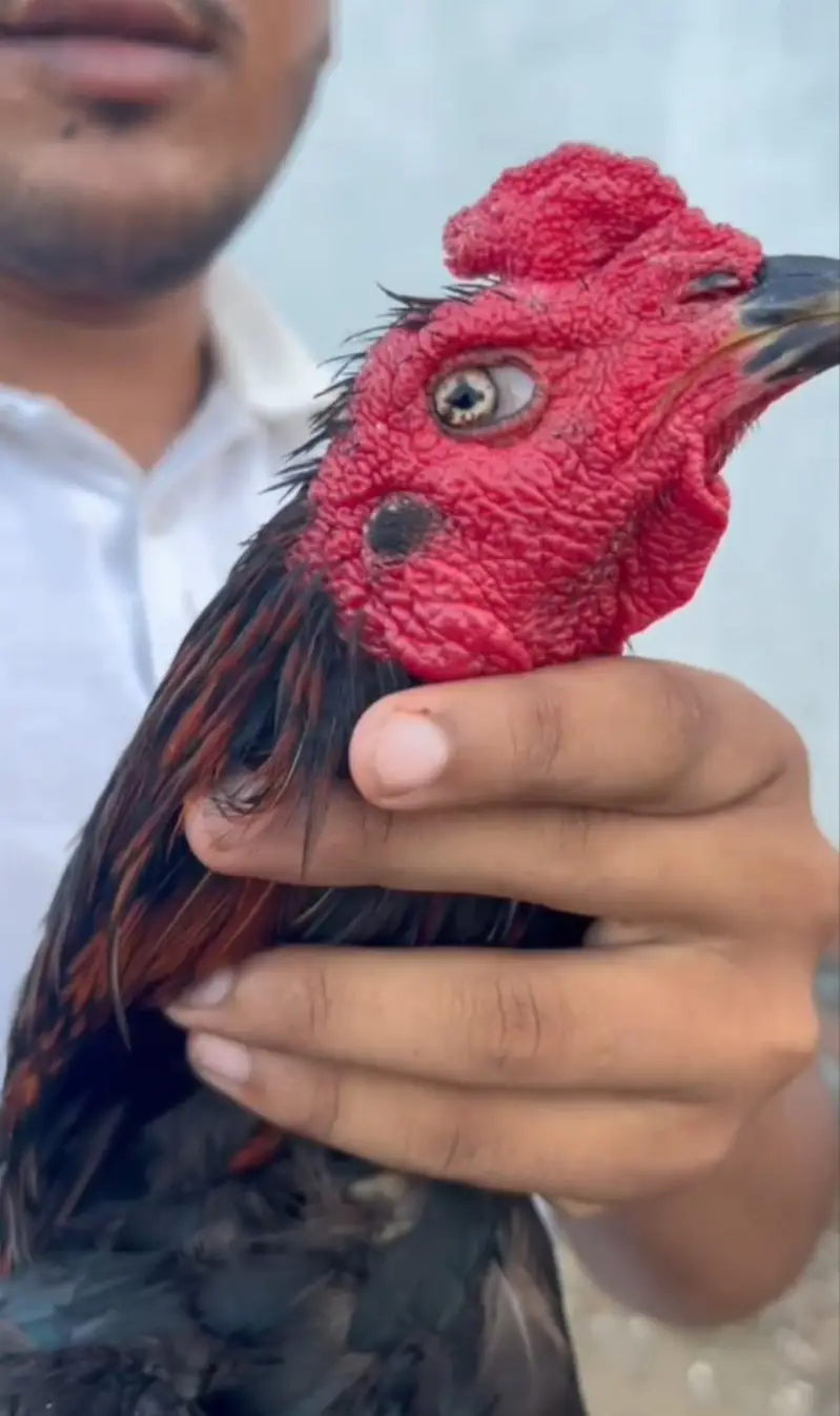 Pure Black Aseel Murghaa - Mazzbot Hadi - Breading Quality - Narowal — photo 3