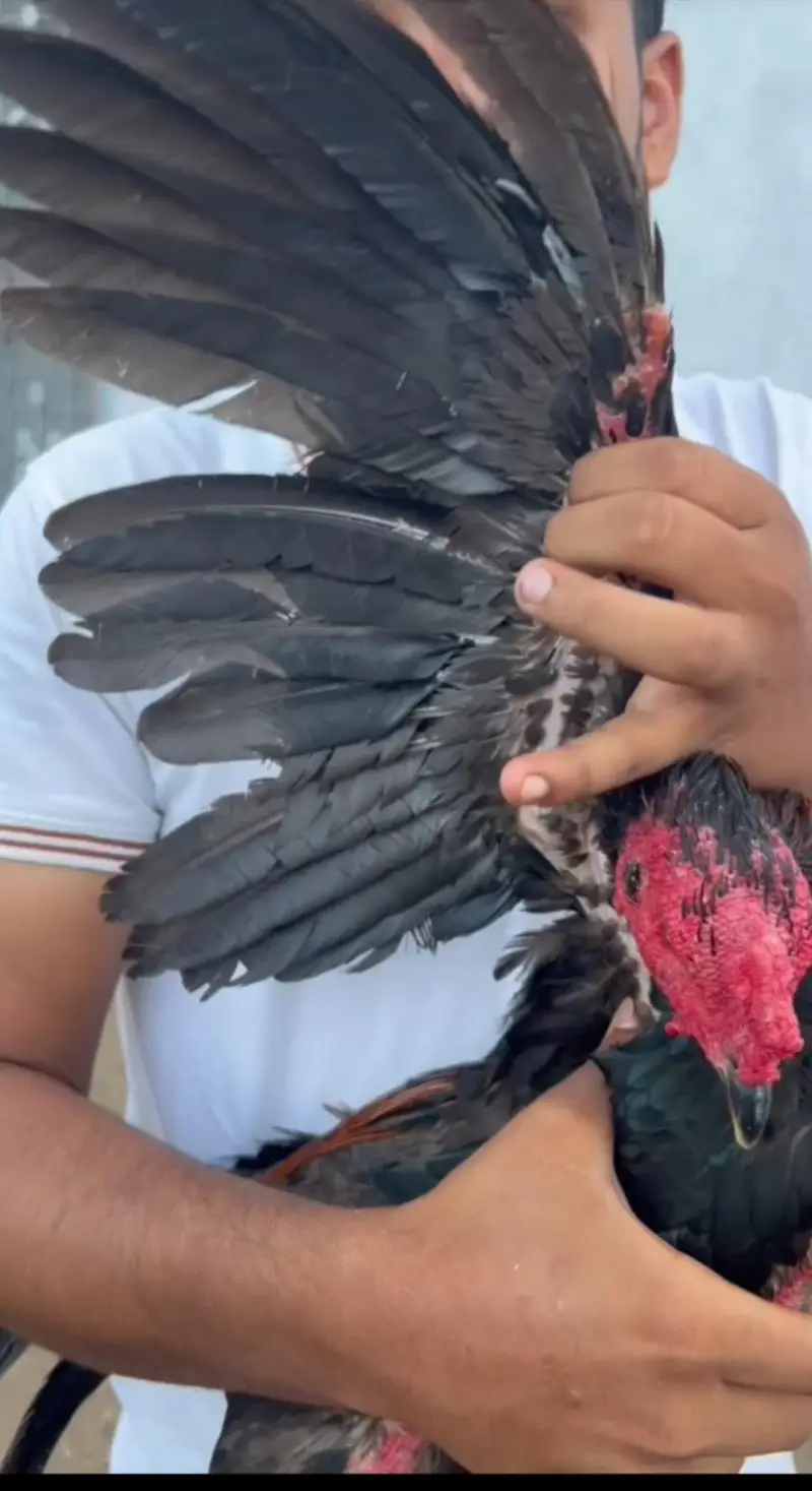 Pure Black Aseel Murghaa - Mazzbot Hadi - Breading Quality - Narowal — photo 4