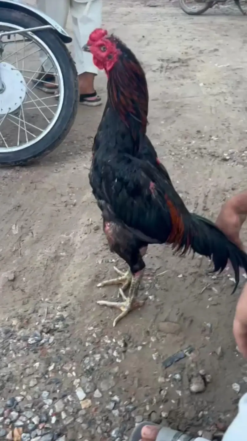 Pure Black Aseel Murghaa - Mazzbot Hadi - Breading Quality - Narowal — photo 5