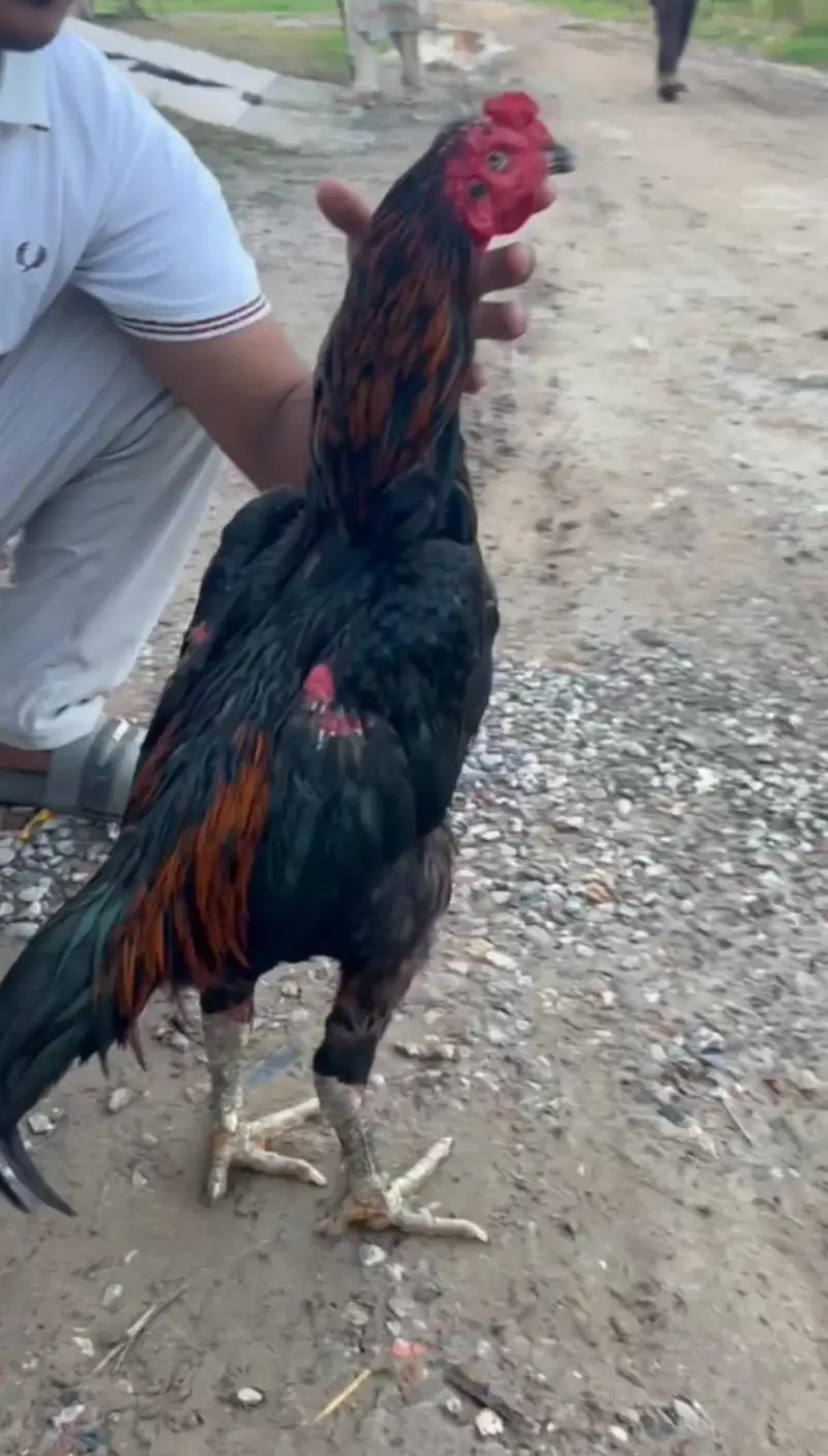Pure Black Aseel Murghaa - Mazzbot Hadi - Breading Quality - Narowal — photo 6