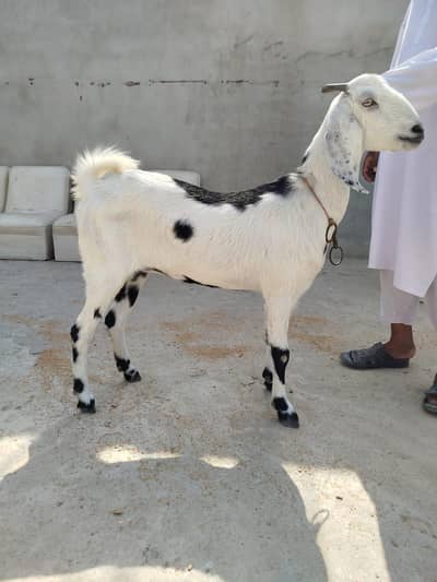 Desi bakri For sale