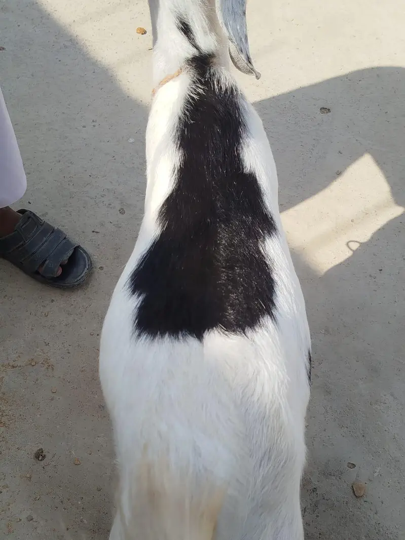Desi bakri For sale — photo 2
