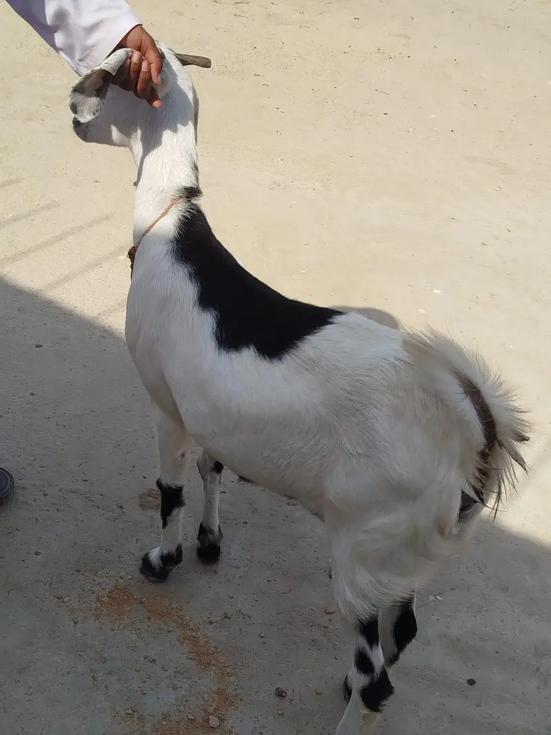 Desi bakri For sale — photo 3