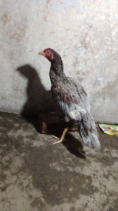 aseel hen available