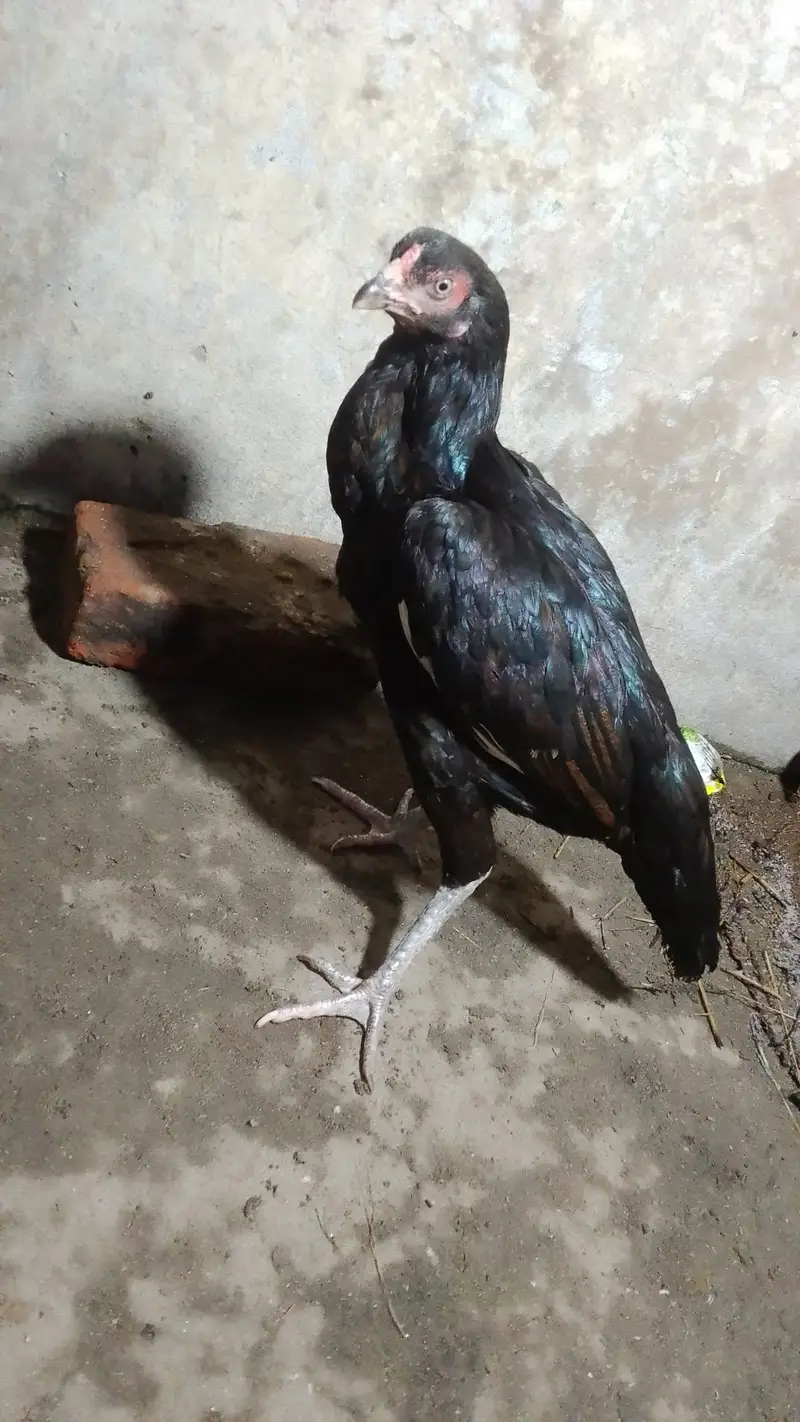 aseel hen available — photo 2