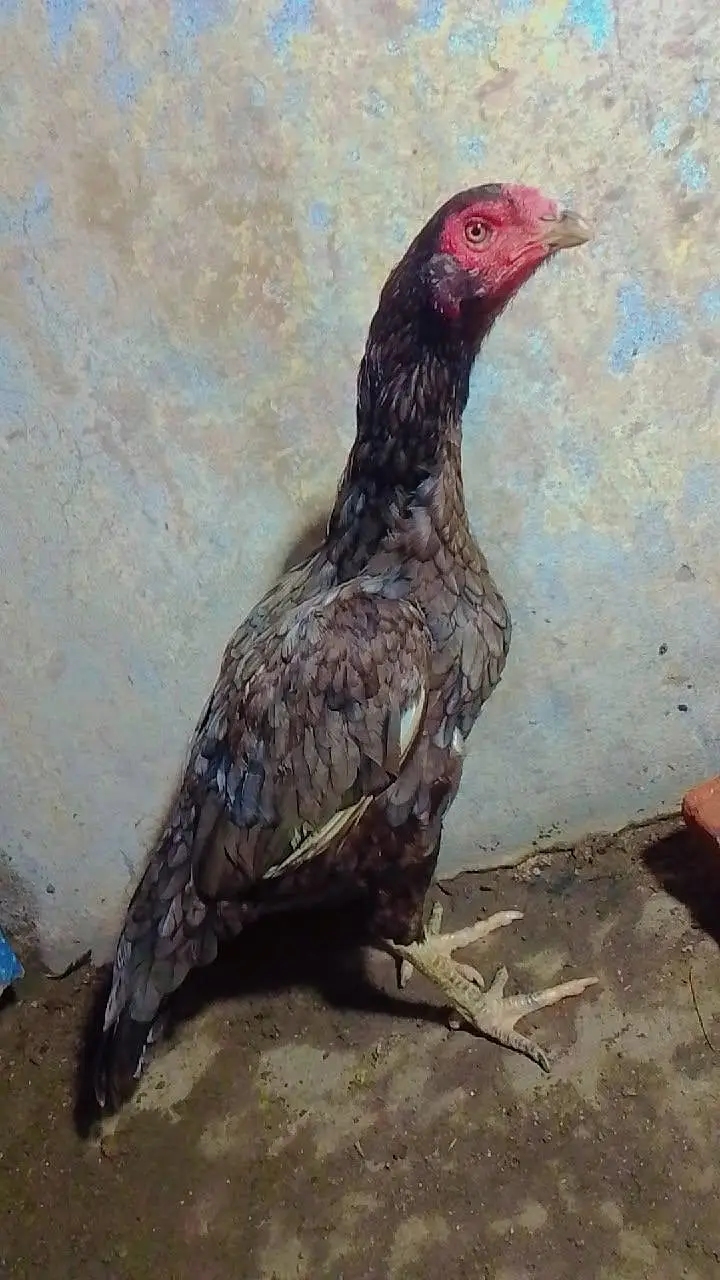 aseel hen available — photo 3