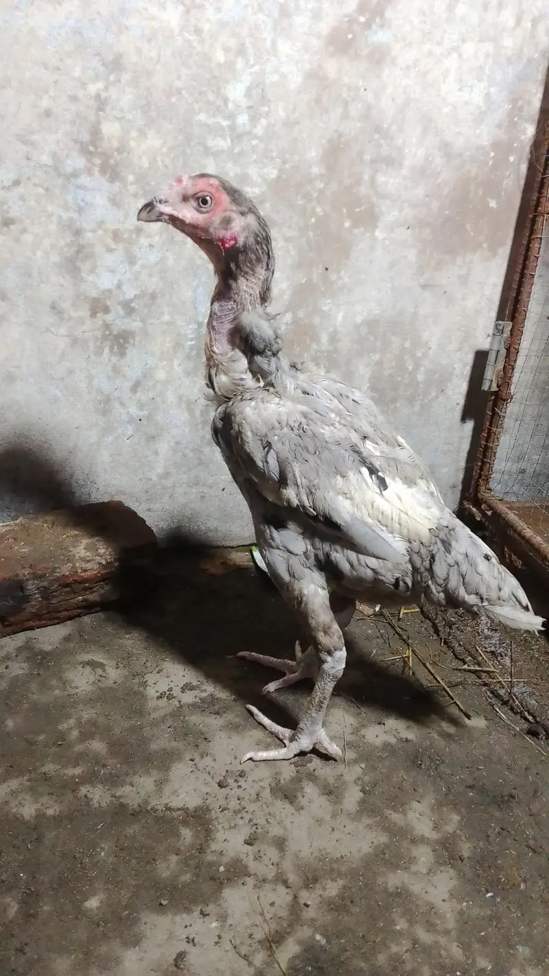 aseel hen available — photo 4